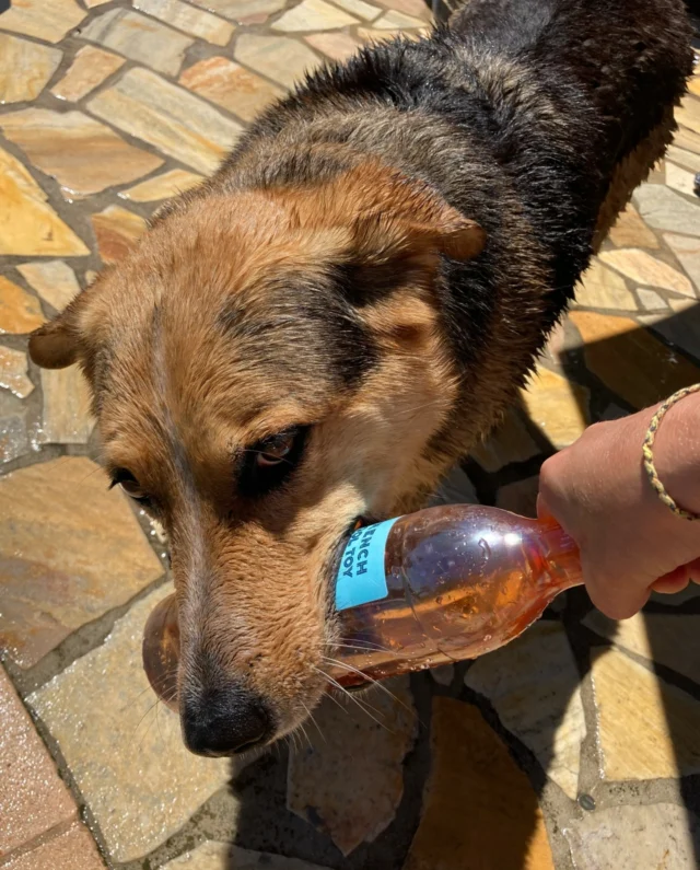 Even he won’t let go of the bottle! 🐾🍷
Sturdy, unbreakable, and easy to carry, our white rosé goes wherever you go. Whether you’re out for a walk with your four-legged companion or hanging out with friends, there’s no better way to enjoy the moment.
So why not take it along on every adventure?  #frenchpooltoy #pooltoy #flamingo #summer #instawine #rosewine #wineusa #usa #frenchwine #sustainability #rosewine #lowcarbonfootprint #carbonfootprint #dog