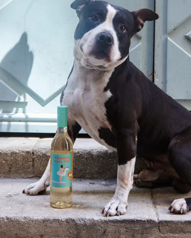 French Pool Toy bottles are picnic-proof, poolside-ready, and yes... pup-approved! 🐾🍷  From sun-drenched afternoons to four-legged lounging, this rosé’s always up for the moment. Because the best memories are made with good company and a chilled glass in hand. ❄️☀️🍇  #frenchpooltoy #pooltoy #flamingo #summer #instawine #rosewine #wineusa #usa #frenchwine #sustainability #rosewine #lowcarbonfootprint #carbonfootprint