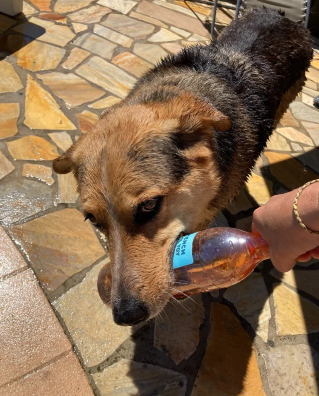 French Pool Toy bottles are adventure-ready, splash-proof, and absolutely pet-friendly! 🐶🍷  This rosé is made for living in the moment. Because the sweetest days are best enjoyed with great company and a perfectly chilled sip. ❄️☀️🍓  #frenchpooltoy #pooltoy #flamingo #summer #instawine #rosewine #wineusa #usa #frenchwine #sustainability #rosewine #lowcarbonfootprint #carbonfootprint